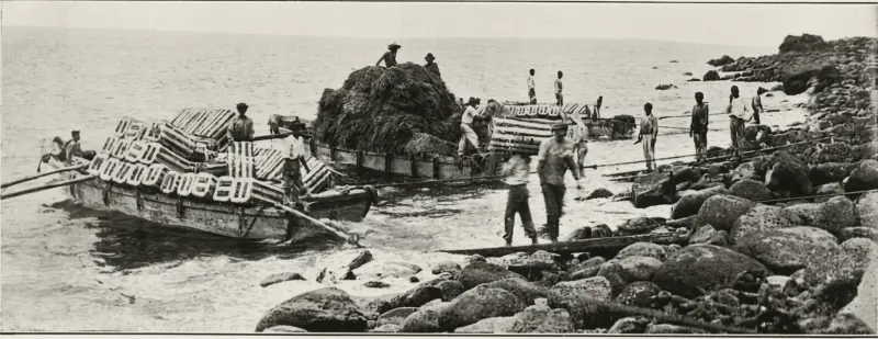 Empaquetado de plátanos en Tazacorte